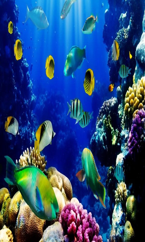 Free Vivo X5 Xplay Aquarium Live Wallpaper Frames Software Download