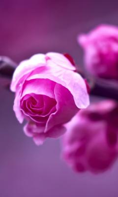Free Lenovo IdeaPhone S890 / LePhone S890 Pink Roses Live Wallpaper 2  Software Download