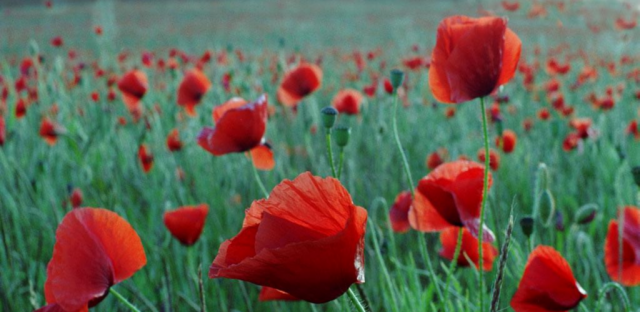 Free Poppies Live Wallpaper Software Download