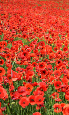 Free Poppies Live Wallpaper Software Download