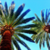 Palms Live Wallpaper