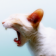 Ill Scream Cat Live Wallpaper