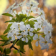 Branch with spring flowers HD LWP