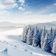 Trees in the snow Wallpaper