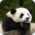 Beautiful Panda Live Wallpaper HD