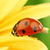 Ladybug On Yellow Flower Live Wallpaper
