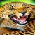 Wild Leopard Roar LWP