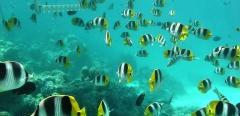 Sea Fishes