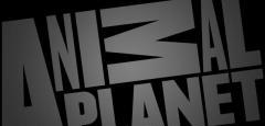 Animal Planet Trivia Quiz 640*360