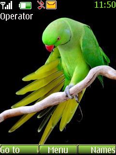 Parrot