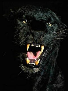 Puma-black