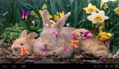 3D Cute Rabbit Live Wallpapers
