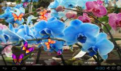 3D Orchid flower Live Wallpaper