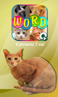 4 pics 1 cat
