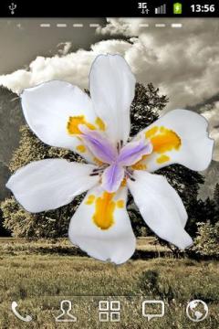 Caynax Orchid Flower Battery Widget