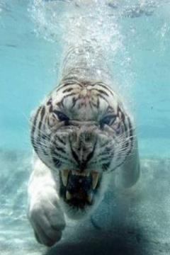 Diving Tiger