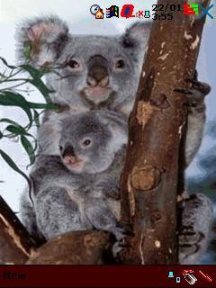 Koala Theme for Pocket PC