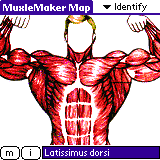 Muxles (Muscle Map)