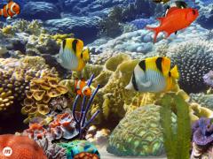 MyReef 3D Aquarium HD