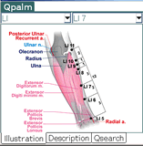 Qpalm-Acupuncture (Palm OS)