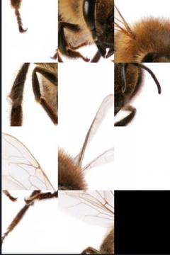 SlidePuzzle - Bee