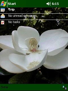 Summer Bloom Theme for Pocket PC