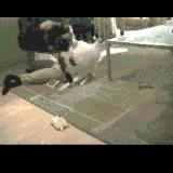 TealMovie: Natasha at Home cat video