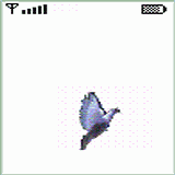 White Bird