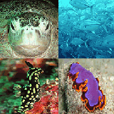 Zlauncher Background Image/Colorful Underwater Creatures