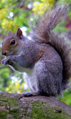 A Squirrels Story Live WP