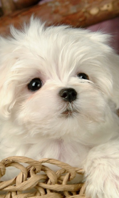Adorable Puppy Live Wallpaper