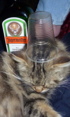 Alcoholic Cat Napping Live WP