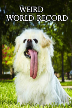 Amazing World Record
