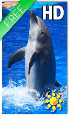 Animal Dolphin Live Wallpaper