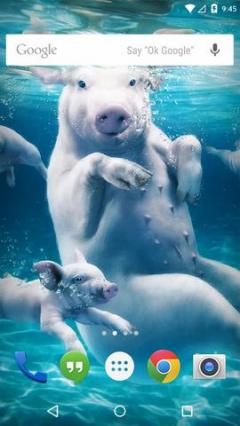 Animals Underwater Live Wallpaper