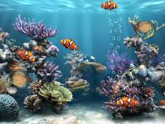 Aquarium Clownfish