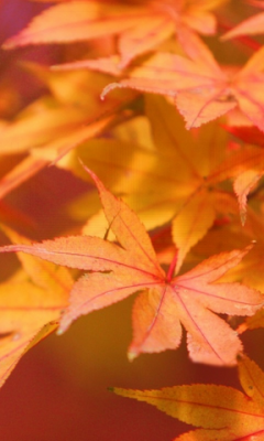 Autumn Leaves Live Wallpaper