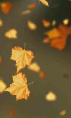 Autumn Leaves Video Wallpaper