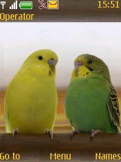 Aviform Love