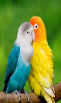 Beautiful Birds Puzzles