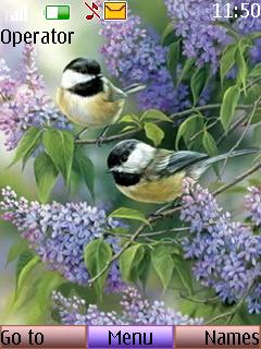 Beautiful Birds