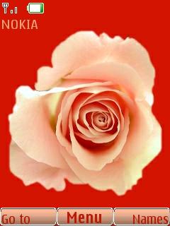 Beautiful Flower