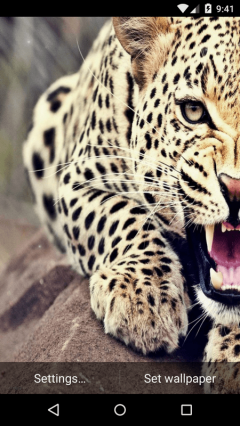 Beautiful Leopard Live Wallpaper HD