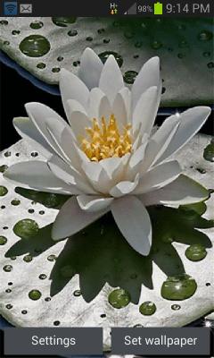 Beautiful Lotus Live Wallpaper