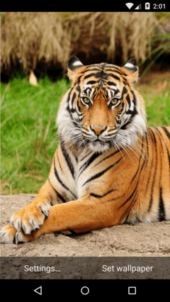 Beautiful Tiger Live Wallpaper HD