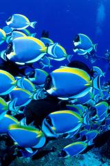Beautiful underwater images