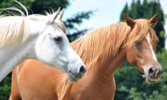 Beautiful wild horses