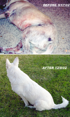 Before and after dog LWP