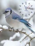 bird clock