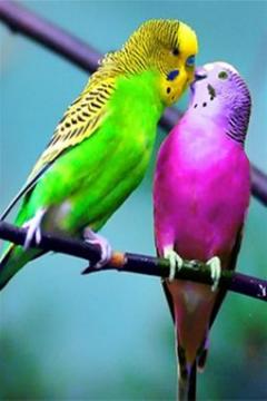 Birds Kiss